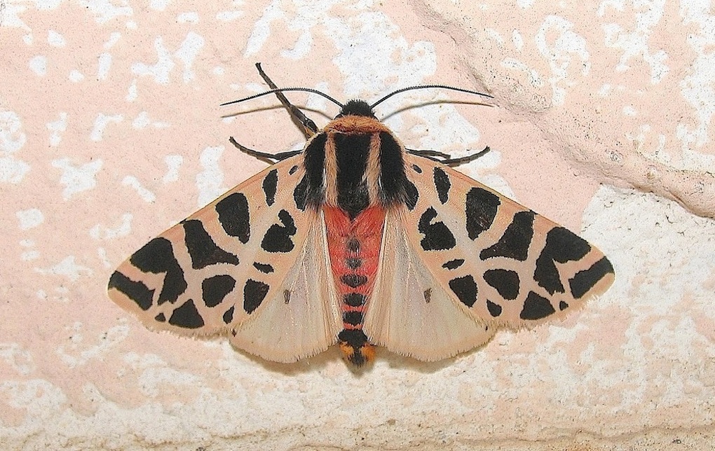 Cymbalophora pudica (Esper, [1785])